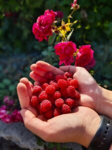 Free stock photo of raspberry